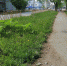 Борщевик «проснулся» - MyOmutninsk.Ru