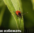 Куда обратиться при укусе клеща - MyOmutninsk.Ru