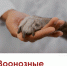 Всемирный день бездомных животных. Что такое зоонозные инфекции. - Омутнинское городское поселение