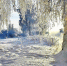 Морозно и солнечно - MyOmutninsk.Ru