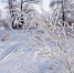 И снова снег - MyOmutninsk.Ru