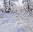 Температурные качели - MyOmutninsk.Ru
